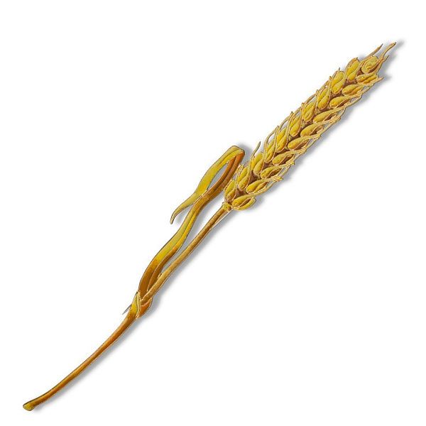 Брошь «Пшеница»