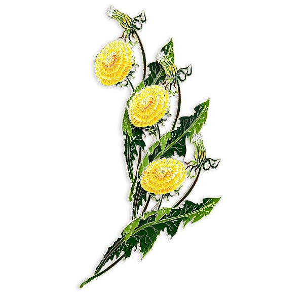 Брошь «Одуванчик полевой»